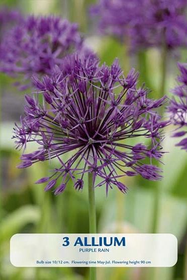 Allium Purple Rain 3-pakning